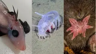 5 Most Bizarre looking animals on Earth / Top 5 weirdest animals you won't believe exist on Earth