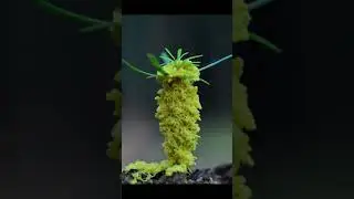 Fuligo septica dancing