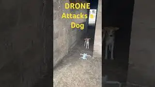 Drone Attacks a dog #drone #dog #aburi #accra #germany