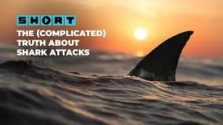 Should You Worry About Sharks on Your Beach Vacation?