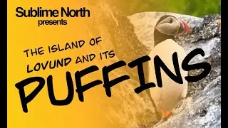 A Spring Trip to Lovund, home of the Puffins