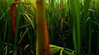 How To Shoot CINEMATIC Video With Smartphone || cinematic video || Technical Atifur