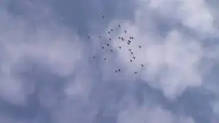 Пермские голуби.