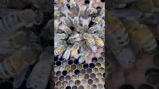 Пчёлы принимают матку в семью 