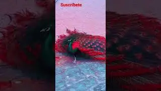 Un bonito plumaje del pavo real #reels #viral