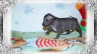 Xoloitzcuintle - Малыш - Walker King of Darkness