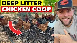 I TRIED THE DEEP BEDDING CHICKEN COOP SYSTEM. HERE IS WHAT I’VE LEARNED