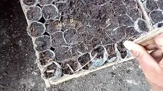 cara semay semangka non biji