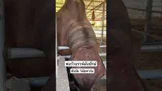 ชมพ่อพันธุ์บราห์มันยักษ์ ณ วิลัยฟาร์ม #บ่าวเกษตร #วิลัยฟาร์ม #บราห์มัน