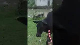 Female cow 