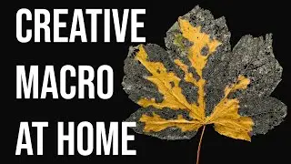 You should try this easy macro idea at home (Tutorial with lighting, settings)