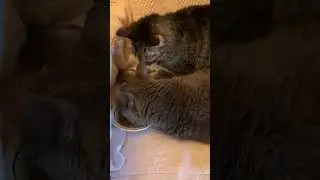 Lazy cats, can't even get up to eat!