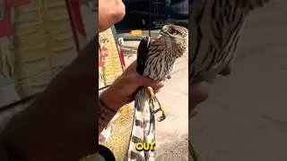 The Art of Rescue: Bare Hands Beran Saves a Cooper’s Hawk 🦅 | 