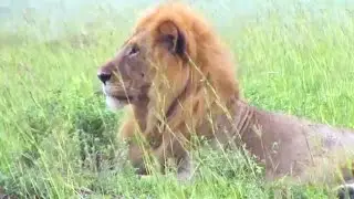 African odyssey: A natural history and cultural journey through Uganda Namibia and Kenya
