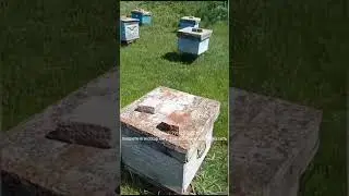 От меня на пасеке толку мало, зато я одежду шью пасечнику 