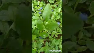 Ягода-черника.                                   Улучшаем зрение.😊