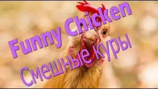 #Funny Chicken #Смешные куры #Shorts #Funhouse off #Фанхаус офф