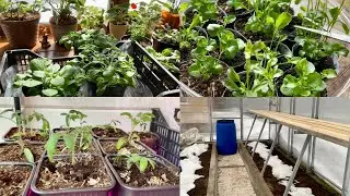 Flower seedlings/ Got some tomatoes/Preparing the greenhouse for moving plants/ Leningrad region/