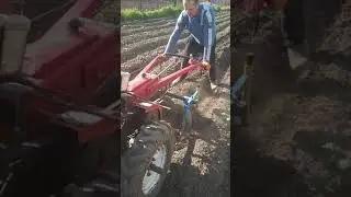 Мотоблок Forte HSD1G-81 и культиватор для прополки и окучивание картофеля. Первый тест.