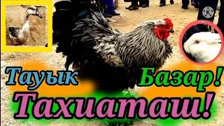 🐓Тауык Базар🦃Тахиаташ,27.03.2022ж.Птичий Рынок🦆