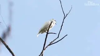 The White Bellbird | Listen to the World's Loudest Bird Call