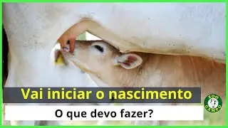 Cuidados com o nascimento dos bezerros