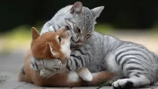 These amazing animals | cats and dogs #25