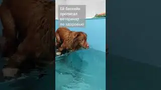 Уже сделала пару длинных видео про собак и бассейн 😄