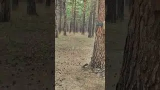 Сибирские белочки 