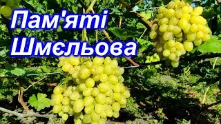 Пам'яті Шмєльова 2023