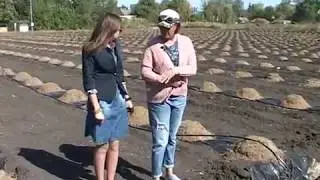 В Лабинском районе научились выращивать голубику.