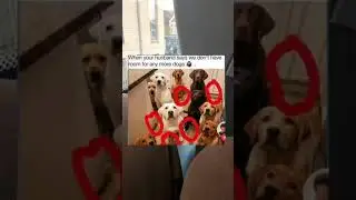 When your husband says we don't have Video by dailycontent45 #Shorts