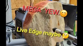 Woodturning a MEGA YEW Live Edge Bowl.   #woodturning #woodlathe #latheprojects
