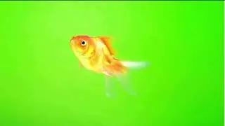 fish swimming animation green screen |fish cartoon green screen video