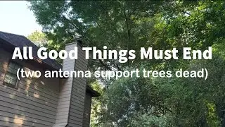 All Good Things Must End (two antenna support trees dead) #hamradio #hf #antenna