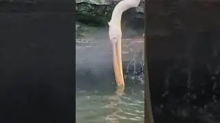 bro is teasing them 😭 the_birds_channel