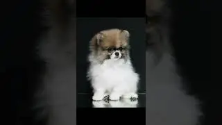 Pomeranian puppies