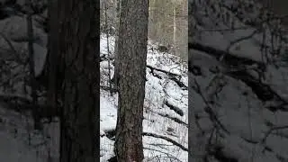 Кабарга в лесу. Musk deer in the forest