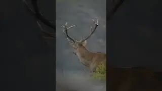 Berrea bajo la Lluvia