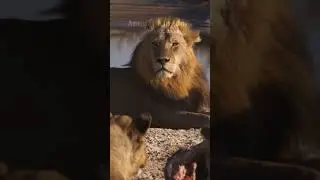 🎈Animal Kingdom channel for your child! Include the full video - he will like it! Subscribe! 👍