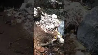 River - butterfly wings