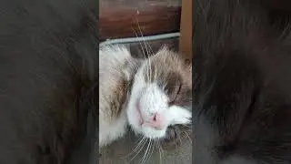 коты на даче #коты