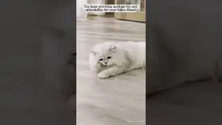 Unleash the Fun: Discover the Automatic Cat Toy for Non-Stop Feline Entertainment!