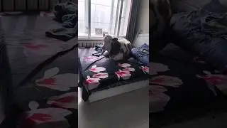 XOJIBOY TOJIBOY PRIKOL TUR PADARIGGA LANAT YOTORASANMI
