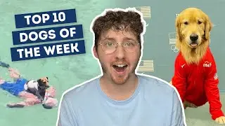 Team USA’s Goodest Boy | Top 10 Dogs of the Week!