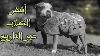 أشهر 5 كلاب عرفتها البشرية ولن يتكرر مثلها