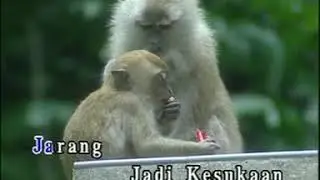 R Azmi   Baju Jarang