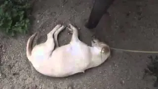 СОБАКА СПИТ, СЛОН НЕ МОЖЕТ РАЗБУДИТЬ