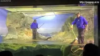 Seal show,Kaikyokan Aquarium-Shimonoseki,Japan