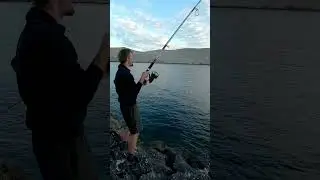 Jedna od boljih riba ovog ljeta 🎣🐟 #fishing #shorefishing #ribolov #orada #seabream #shorts